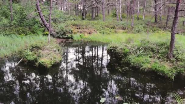 Filmati in alta definizione della palude nella foresta . — Video Stock