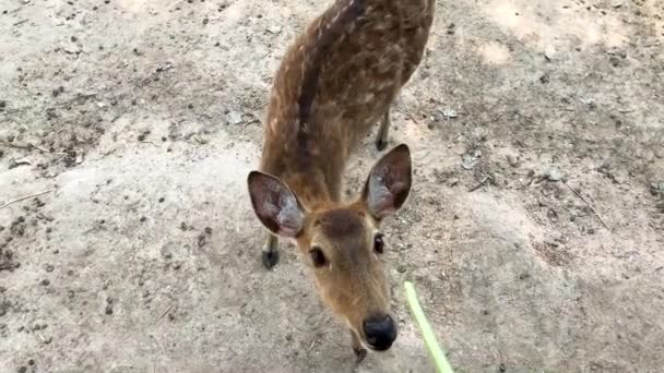 Des images haute définition. Nourrir un jeune cerf avec des haricots verts .