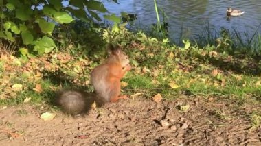 Sevimli bir sincap bir somun sonbahar bir park ördek ile bir su birikintisi zemine karşı kemiren.