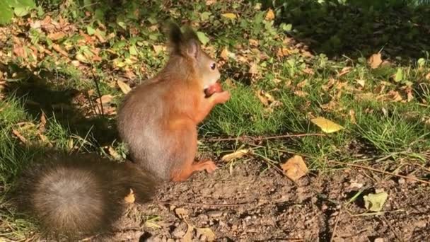 Cute Squirrel Gnaws Nut Autumn Park Backdrop Pond Ducks — Stock Video