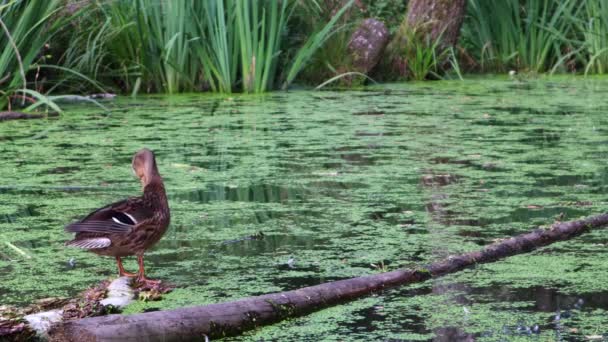 Video Yaban Ördeği Bataklığın Ortasındaki Bir Günlük Üzerinde Duruyor Tüyler — Stok video