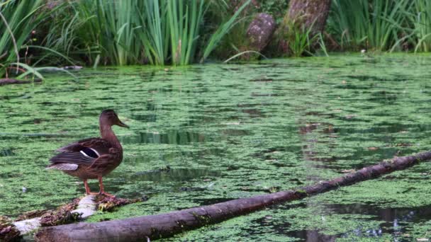 Video Een Wilde Eend Staat Een Log Het Midden Van — Stockvideo