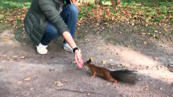 Young Woman Feeding Squirrel Her Hands Autumn Park — Stock Video
