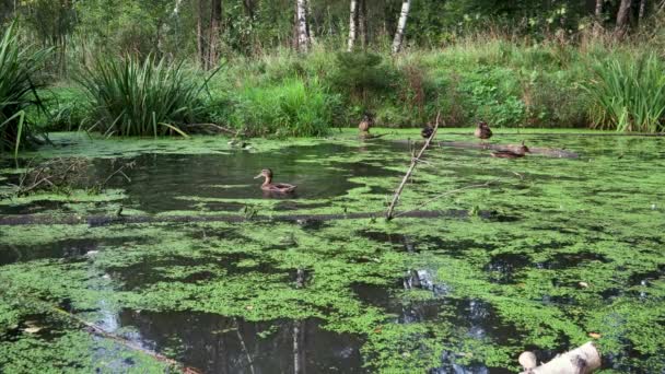 Video Cinemagraph Beelden Vijver Met Eenden Het Bos Eenden Zitten — Stockvideo