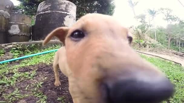 Szeroki Kąt Wideo Ładny Mały Szczeniak Liże Obiektyw Aparatu — Wideo stockowe