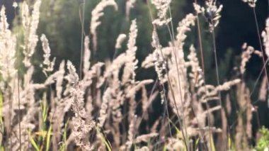 4k video. Bir yabani ot alanda parlayan sıcak sonbahar güneş ışığı. Çim alan çiçek günbatımı ışık, yakın çekim.