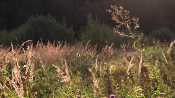 Video Warme Herfst Zonlicht Schijnt Door Een Wild Grasveld Close — Stockvideo