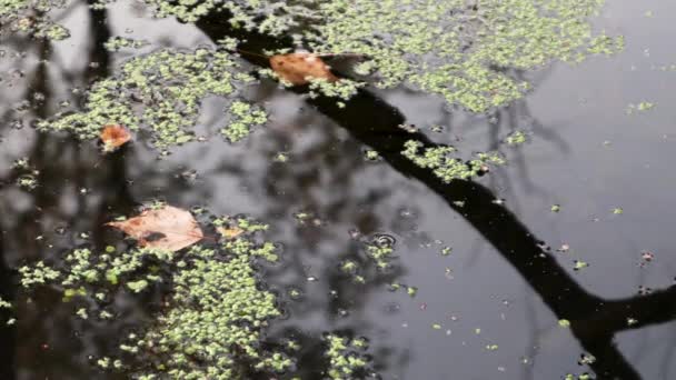 Video Herfstblad Drijvend Een Overwoekerde Vijver Met Een Weerspiegeling Van — Stockvideo