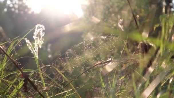 Video Calda Luce Solare Autunnale Che Splende Attraverso Campo Erba — Video Stock