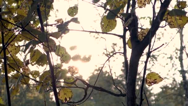 Video Sonnenlicht Scheint Durch Zweige Mit Herbstblättern Wald — Stockvideo