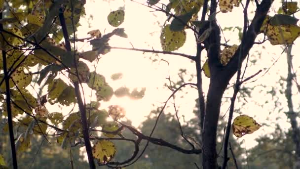 Vídeo Luz Sol Brilha Através Ramos Com Folhas Outono Floresta — Vídeo de Stock