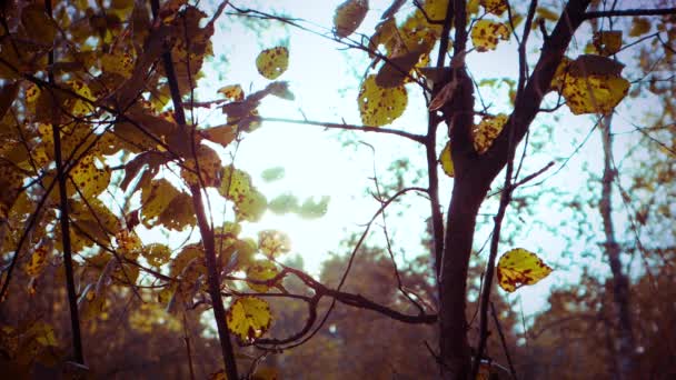ビデオ 日光森の紅葉枝輝いて — ストック動画