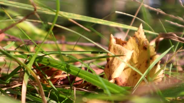 Film Närbild Höstens Löv Gräset Vinden Blåser — Stockvideo