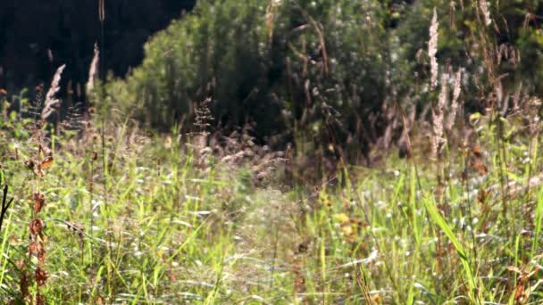 Vídeo Paisaje Rural Pradera Con Plantas Silvestres Insectos Atardecer — Vídeo de stock