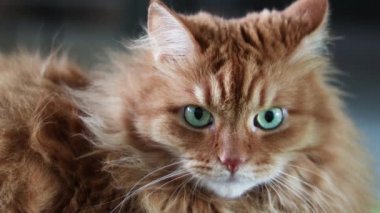 Güzel kırmızı kedi kameraya bakıyor.