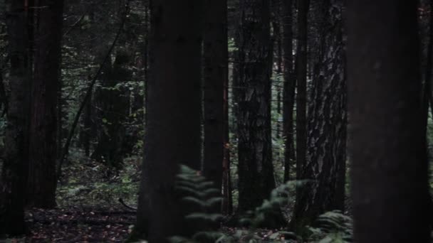 Mystical forest at the sunset time. — Stock Video