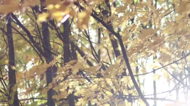 抽象的な背景 秋のもみじは ブランチに 背景に太陽フレア — ストック動画