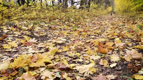 Una Joven Está Montando Bicicleta Bosque Otoño Estado Ánimo Octubre — Vídeo de stock