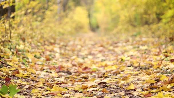 Podzimní cesta. Žluté listy jsou pomalu padající ze stromů. — Stock video