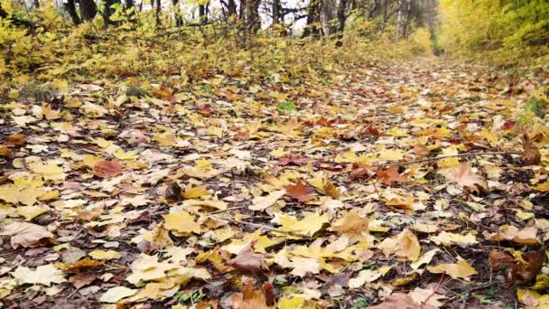 Una joven está montando en bicicleta en el bosque de otoño. . — Vídeos de Stock