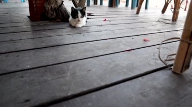 Şirin oynak yavru kedi bir kamera için çalışıyor.