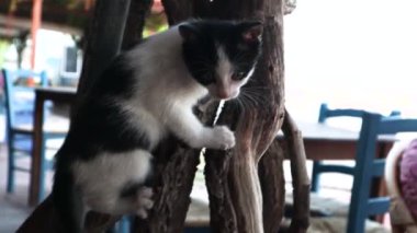 Şirin oynak yavru kedi kuru bir dal tırmanıyor.