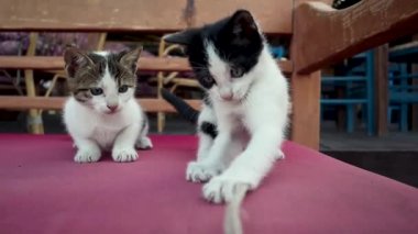 İki sevimli oynak yavru kedi bir delikanlı ile oynuyorlar.