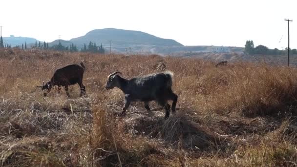 Una manada de cabras salvajes pastan en el campo . — Vídeo de stock