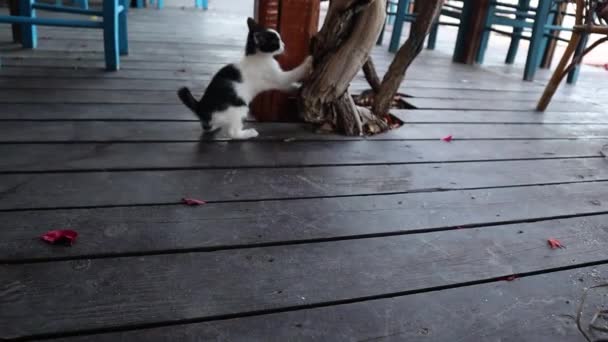 Милий грайливий кошеня піднімається на висушену гілку . — стокове відео