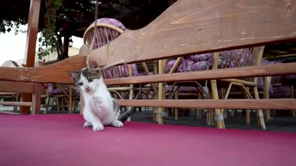 Ładny zabawny kotek bawi się z gałązką. — Wideo stockowe