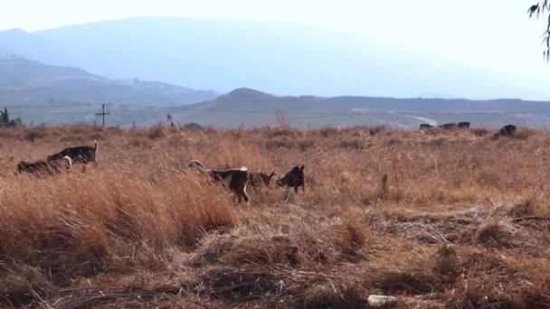 Una manada de cabras salvajes pastan en el campo . — Vídeos de Stock