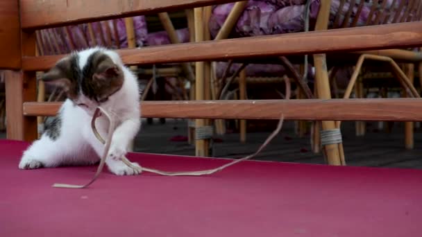 Aranyos, játékos cica játszik egy ágacska. — Stock videók