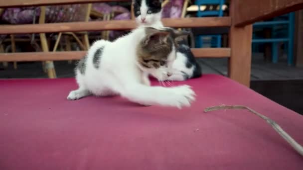 Twee leuke speelse kittens zijn spelen met een takje. — Stockvideo