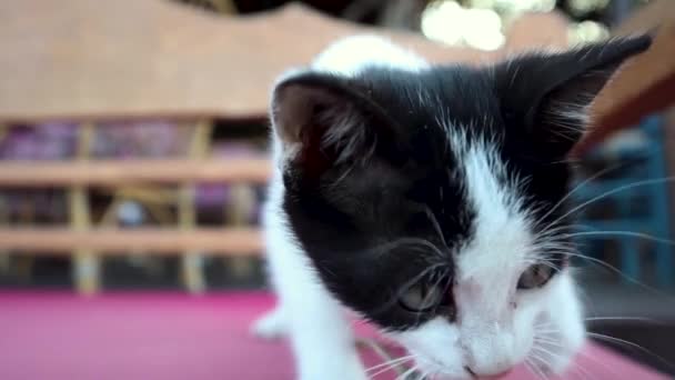 Lindo gatito juguetón está jugando con una ramita . — Vídeos de Stock