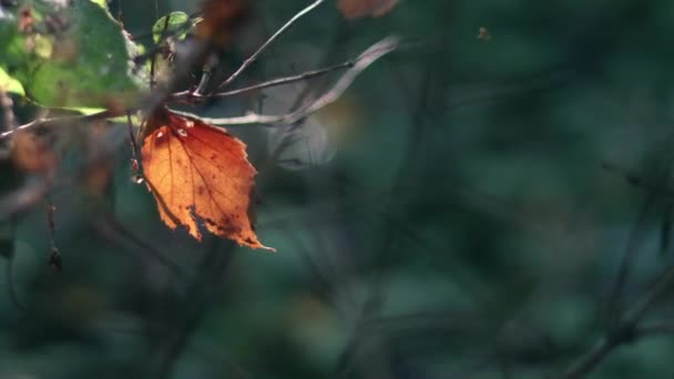 Red autumn leaf on the brunch is swinging in the wind. — Stock Video