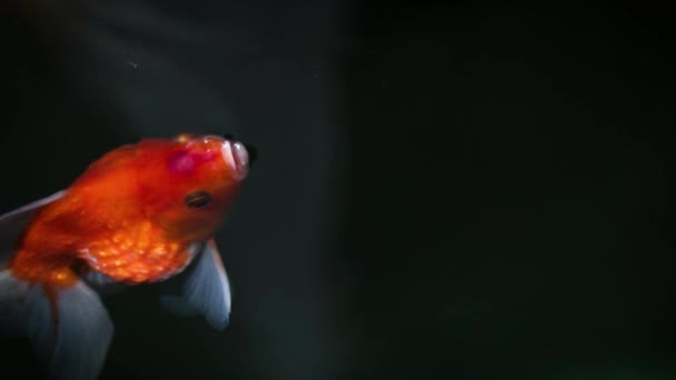 Peixe dourado está nadando na lagoa. Close-up . — Vídeo de Stock