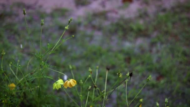 Маленькие желтые цветки в штормовую погоду. Капли дождя падают . — стоковое видео