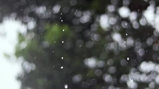 Abstrakt bakgrund. Regn på bakgrunden av grönt bladverk. — Stockvideo