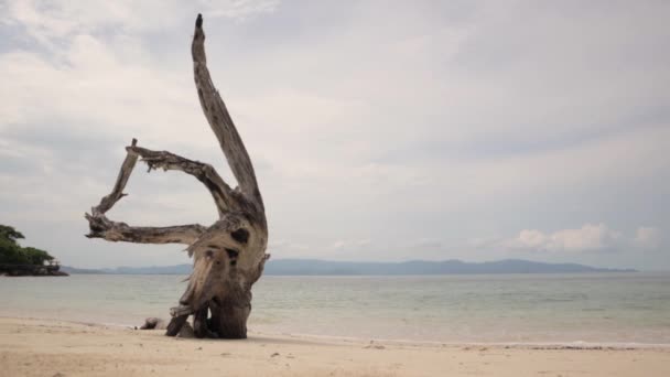 Бент сушений стовбур дерева на піщаному пляжі на тлі спокійних хвиль . — стокове відео