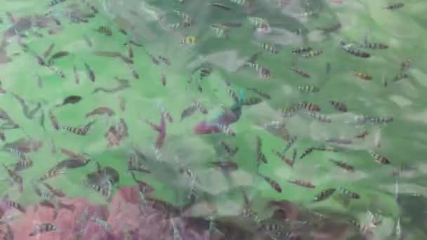 Poissons tropicaux nageant à la mer. Vue du dessus .