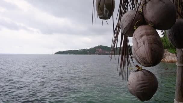 Filmiska Bilder Massa Kokosnötter Bakgrunden Tropisk Strand — Stockvideo