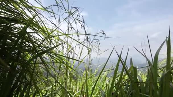 Slow Motion HD-beelden. Zicht door het hoge gras op de berg. — Stockvideo