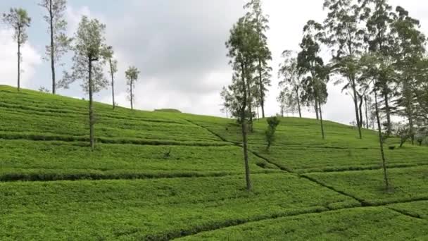 Materiał FHD zielonego pola ryżowego w Sri Lance. — Wideo stockowe
