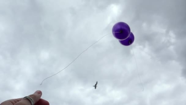 Två lila helium ballonger flyger iväg in i skyn. — Stockvideo