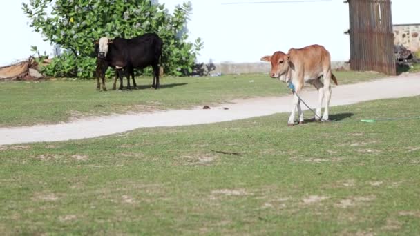 Un jeune veau avec une corde autour du cou marche sur l'herbe 