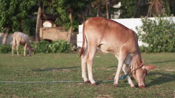 一只脖子上有绳子的漂亮的红小牛在草地上吃草. — 图库视频影像