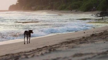 Sevimli siyah beyaz köpek gün batımında okyanus plajda yürüyor. Büyük okyanus dalgaları etrafa sıçrıyor..