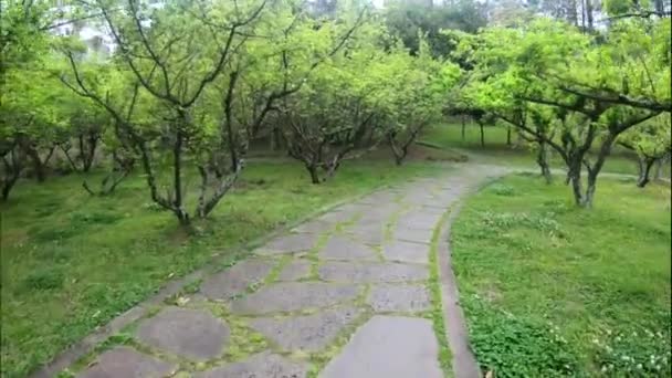Walking Beautiful Path Spring Park Motion Shot — Stock Video