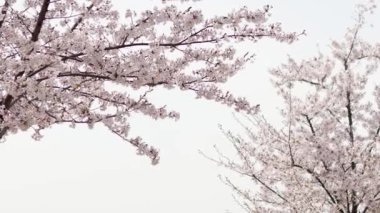 İlkbaharda güzel sakura ağacı. Güneşli bir günde mavi gökyüzünün arka planında pembe çiçeklerle kaplı Sakura ağacı dalları.