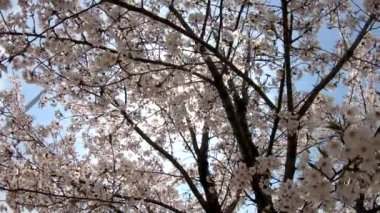 İlkbaharda güzel sakura ağacı. Güneşli bir günde mavi gökyüzünün arka planında pembe çiçeklerle kaplı Sakura ağacı dalları.